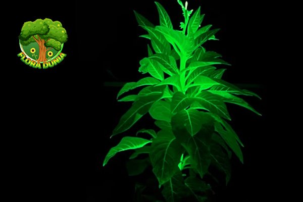 Tanaman Avatar China Bisa Menyala Tanpa Listrik