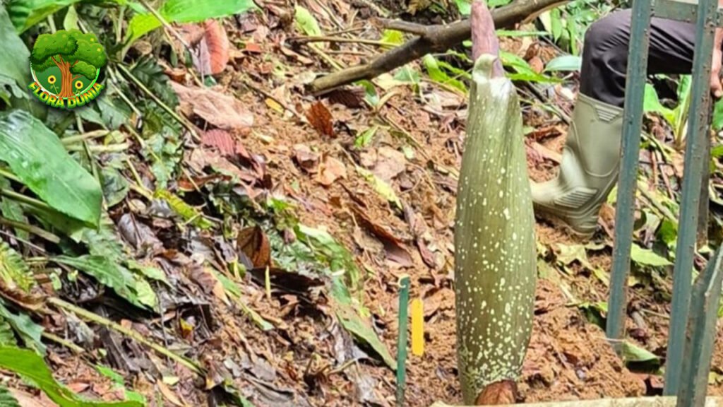 Bunga Bangkai Raksasa Mekar di Kebun Raya Bogor