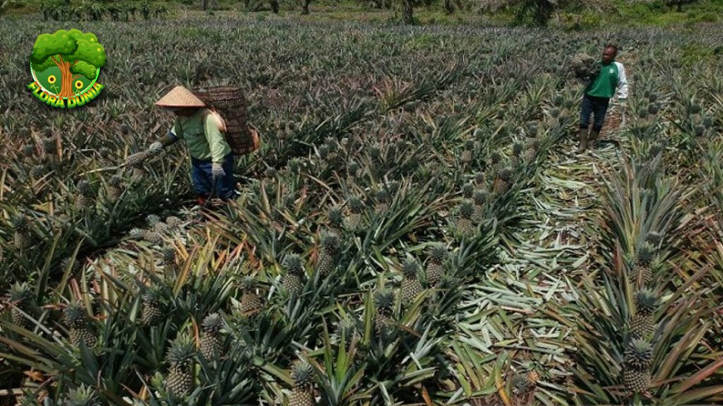 Petani Perempuan Siak Pulihkan Hutan dengan Nanas