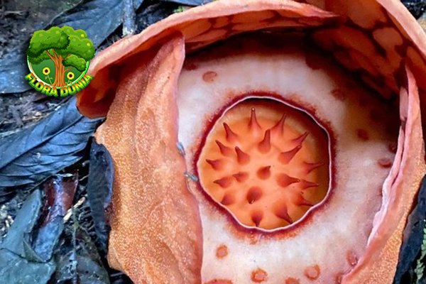 Rafflesia Hasseltii Ditemukan Lagi Setelah 13 Tahun