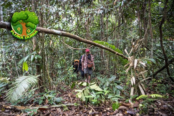Perambahan Hutan TNKS Rejang Lebong Capai 200 Hektar