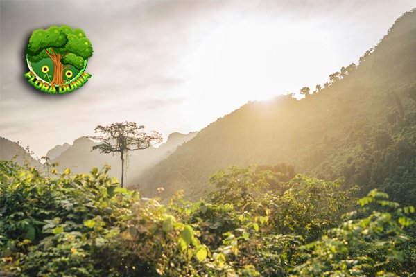 Krisis Iklim Ancam Habitat Tanaman Dunia pada 2100