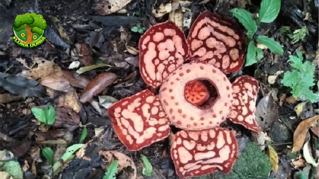 Rafflesia Hasseltii Ditemukan Lagi Setelah 13 Tahun
