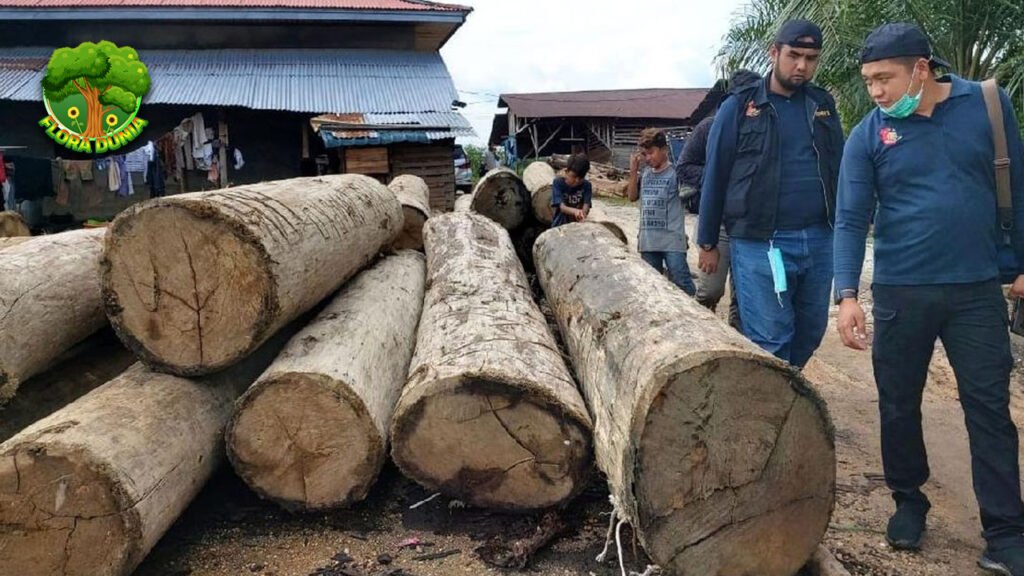 Kayu Ilegal di Riau Terbongkar, Pria Jadi Tersangka