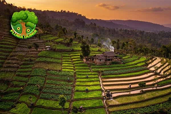 Rehabilitasi Lahan Kritis Jadi Target Investasi Hijau RI