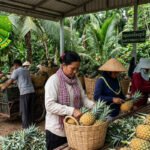 Petani Perempuan Siak Pulihkan Hutan dengan Nanas