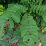 Daun Ketepeng dan Manfaatnya untuk Kesehatan Tubuh