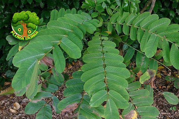 Daun Ketepeng dan Manfaatnya untuk Kesehatan Tubuh
