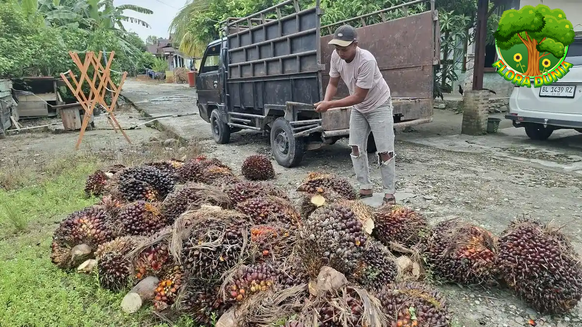Manfaat Kelapa Sawit bagi Kehidupan dan Kesehatan