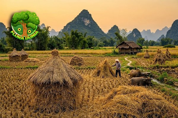Jerami Padi Jadi Energi Bersih, Peluang Baru Petani
